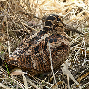 Eurasian Woodcock